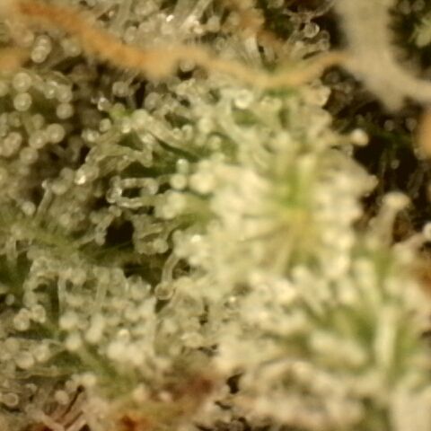 Gold Glue growlog timeline photo