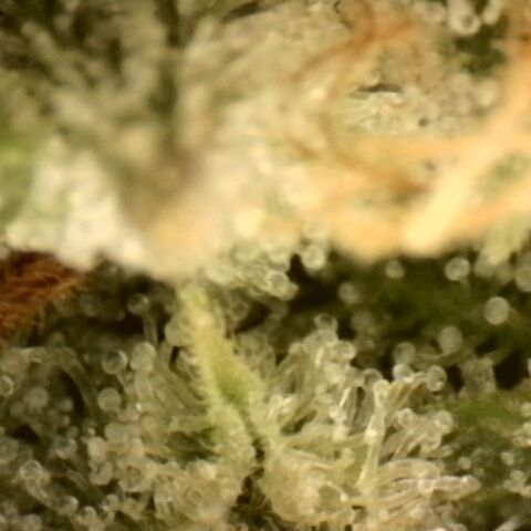 Gold Glue growlog timeline photo