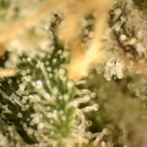 Gold Glue growlog timeline photo
