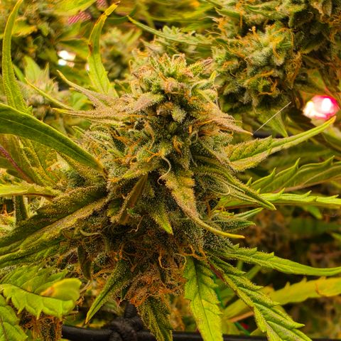 Gold Glue growlog timeline photo