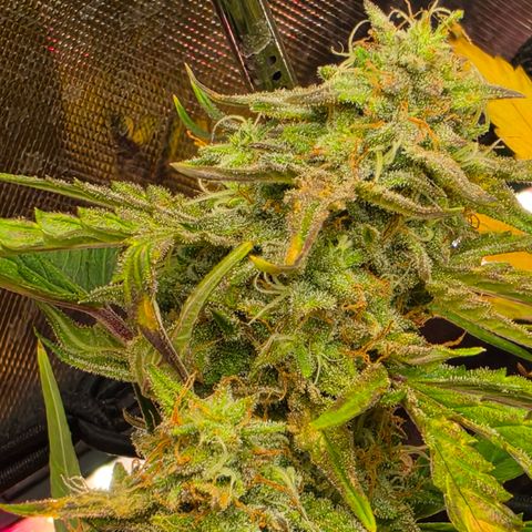 Gold Glue growlog timeline photo