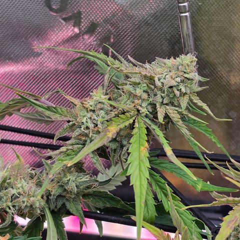 Gold Glue growlog timeline photo