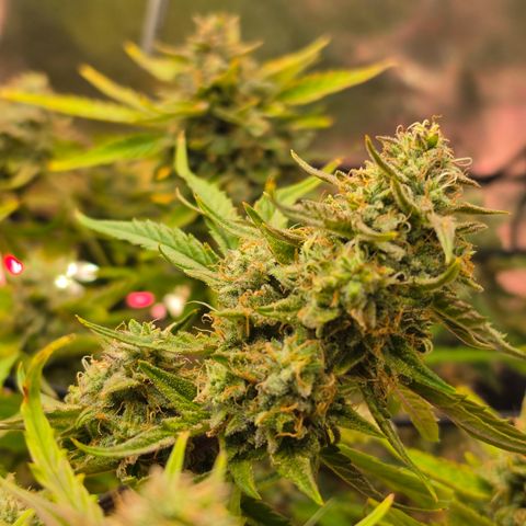 Gold Glue growlog timeline photo