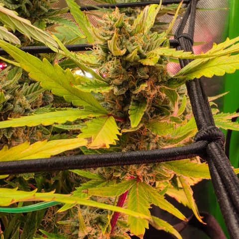 Gold Glue growlog timeline photo