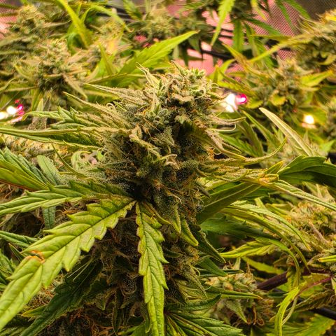 Gold Glue growlog timeline photo