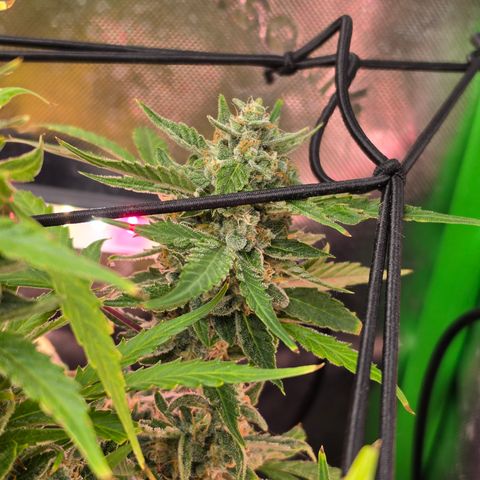 Gold Glue growlog timeline photo