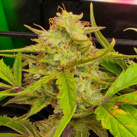 Gold Glue growlog timeline photo