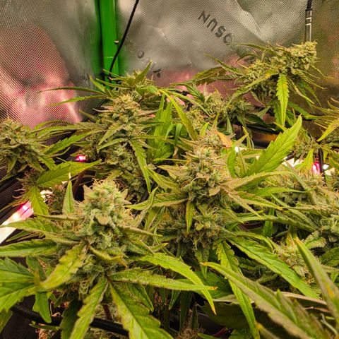 Gold Glue growlog timeline photo