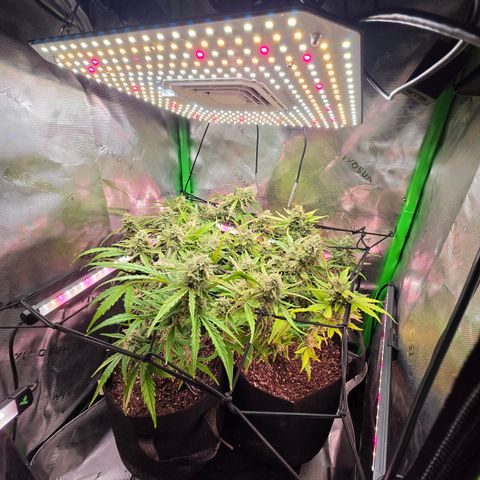 Gold Glue growlog timeline photo