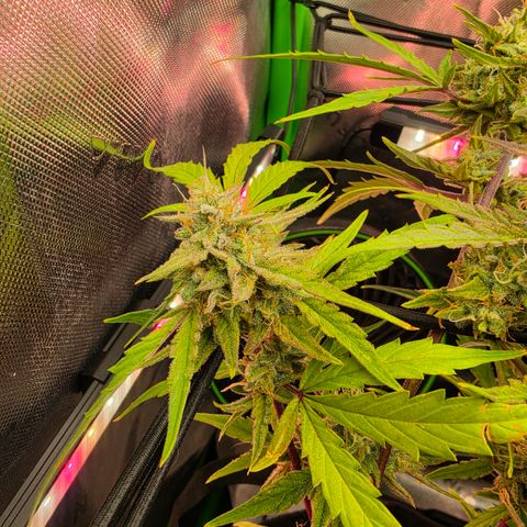 Gold Glue growlog timeline photo