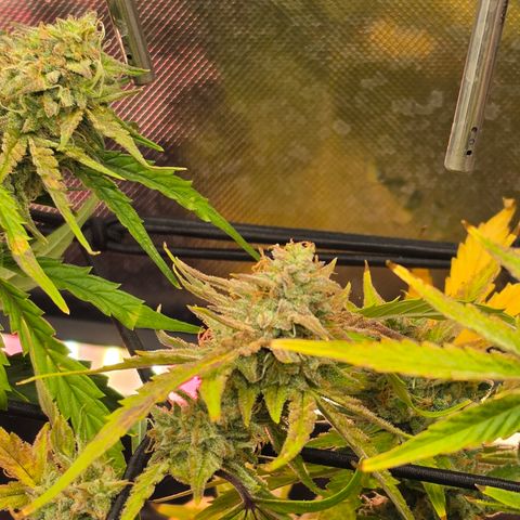 Gold Glue growlog timeline photo