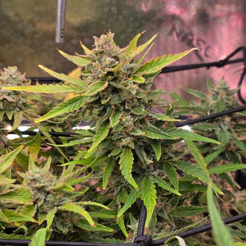 Gold Glue growlog timeline photo