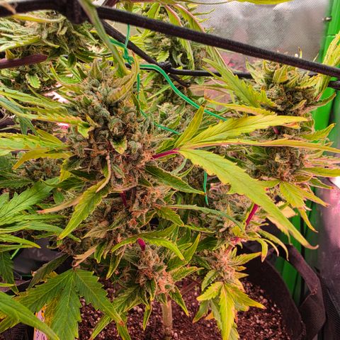 Gold Glue growlog timeline photo
