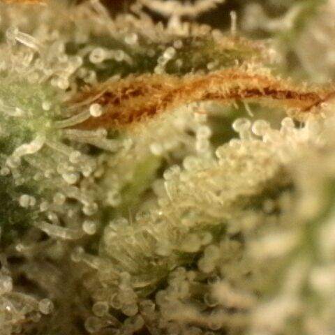 Gold Glue growlog timeline photo