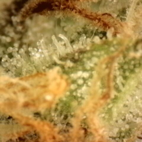 Gold Glue growlog timeline photo