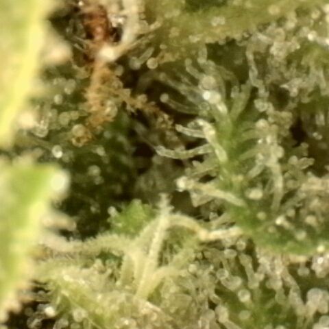Gold Glue growlog timeline photo