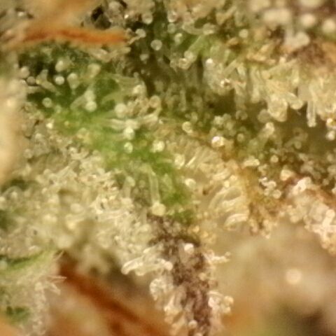 Gold Glue growlog timeline photo