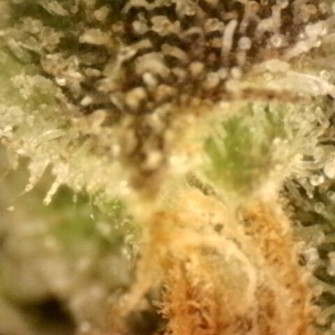 Gold Glue growlog timeline photo