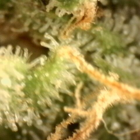 Gold Glue growlog timeline photo