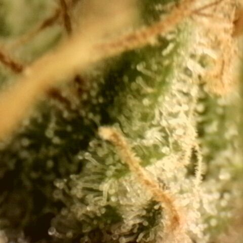 Gold Glue growlog timeline photo