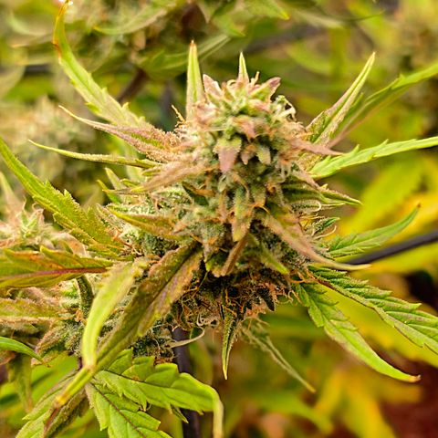 Gold Glue growlog timeline photo