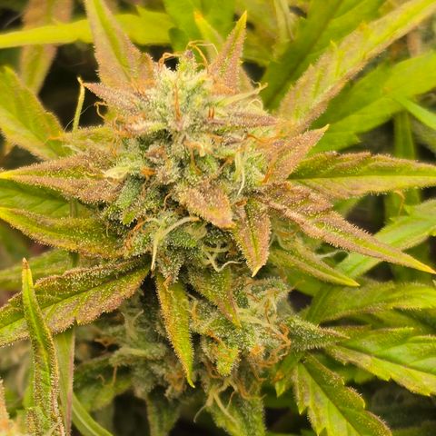 Gold Glue growlog timeline photo