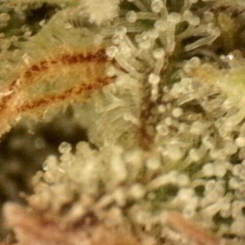 Gold Glue growlog timeline photo