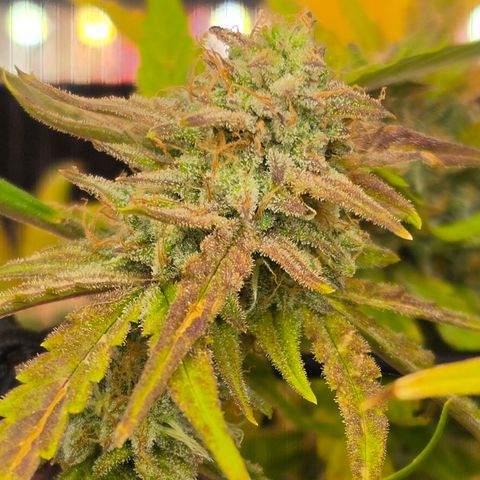 Gold Glue growlog timeline photo