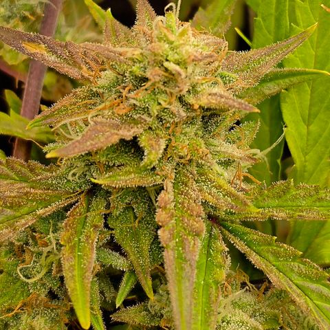 Gold Glue growlog timeline photo