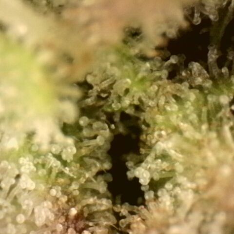 Gold Glue growlog timeline photo