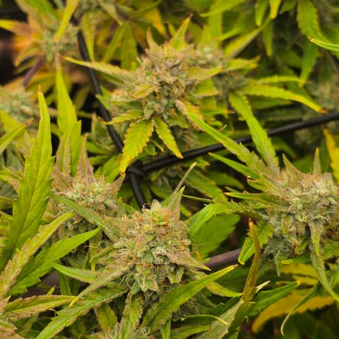Gold Glue growlog timeline photo