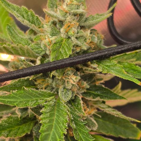 Gold Glue growlog timeline photo