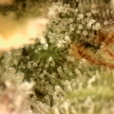 Gold Glue growlog timeline photo