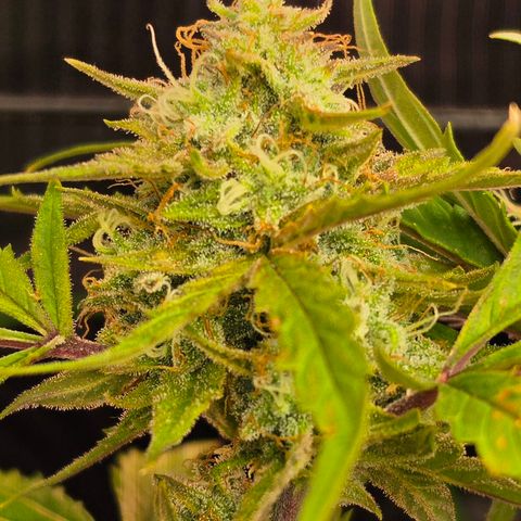 Gold Glue growlog timeline photo
