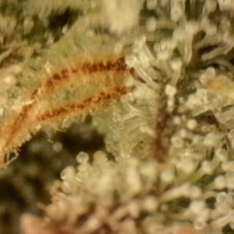 Gold Glue growlog timeline photo