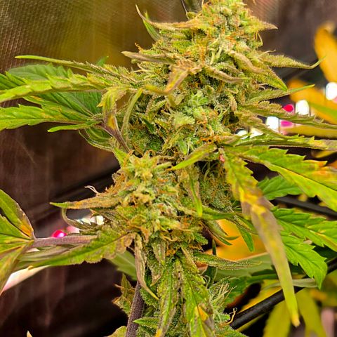 Gold Glue growlog timeline photo