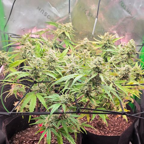Gold Glue growlog timeline photo