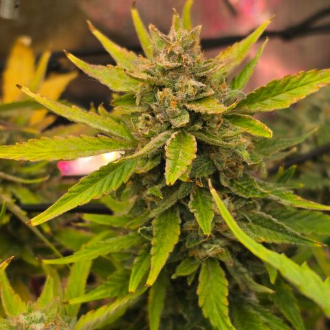 Gold Glue growlog timeline photo