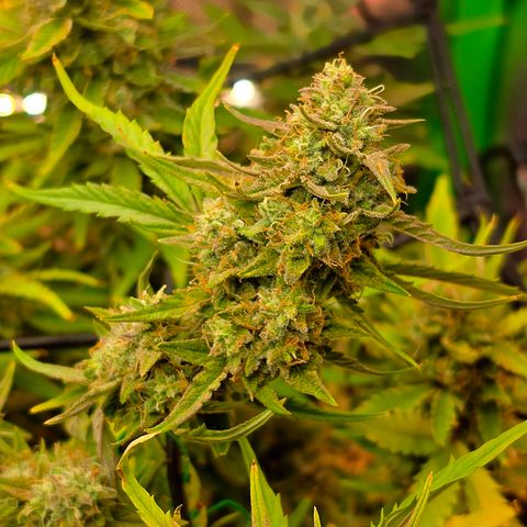 Gold Glue growlog timeline photo