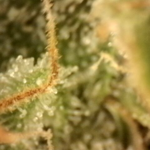 Gold Glue growlog timeline photo