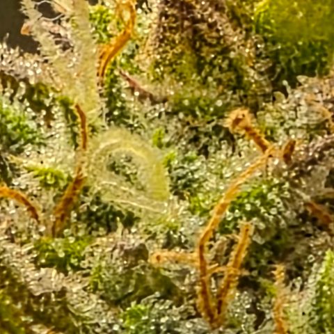 Gold Glue growlog timeline photo