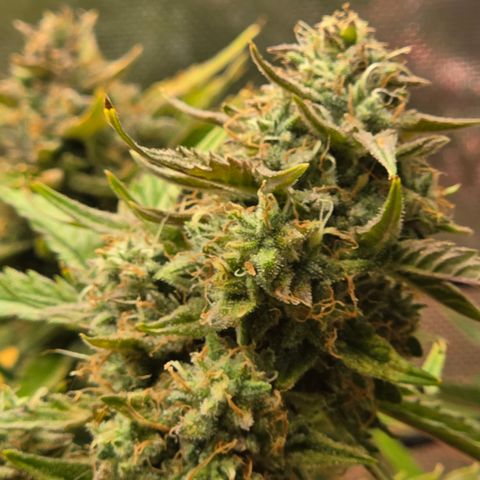 Gold Glue growlog timeline photo