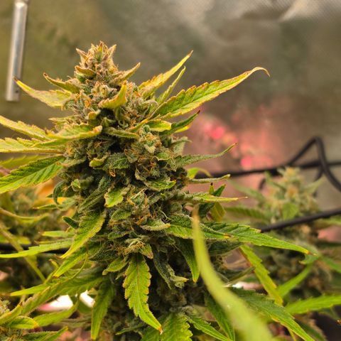 Gold Glue growlog timeline photo