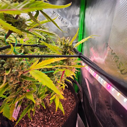 Gold Glue growlog timeline photo