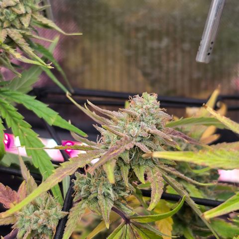 Gold Glue growlog timeline photo