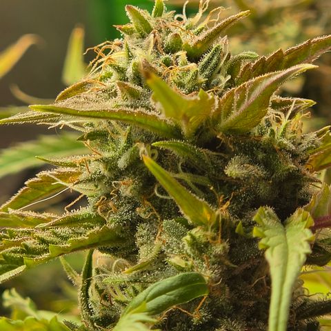 Gold Glue growlog timeline photo