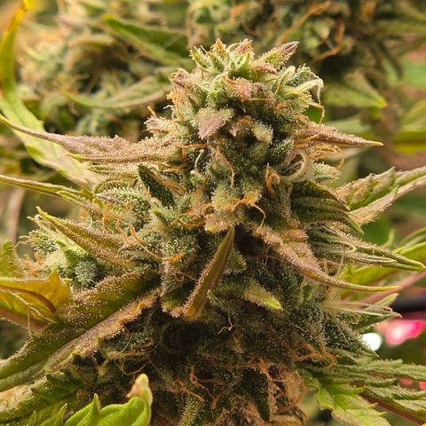 Gold Glue growlog timeline photo