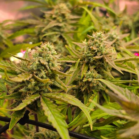 Gold Glue growlog timeline photo