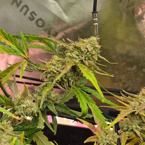 Gold Glue growlog timeline photo
