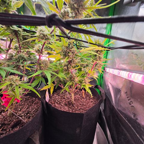 Gold Glue growlog timeline photo